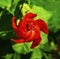 Red Turk's Cap Hibiscus Flower New Orleans Louisiana