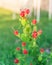 Red Turk`s cap or Malvaviscus arboreus flowers with blurry fence in background