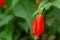 The red turks flower in bloom, shaped like a bell, the background of the leaves is green