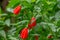 The red turks flower in bloom, shaped like a bell, the background of the leaves is green