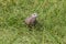 Red Turtle Dove Streptopelia tranquebarica search food