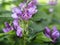 Red turtlehead blooming in a garden