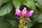 Red turtlehead Chelone obliqua