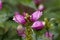 Red turtlehead Chelone obliqua