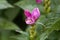 Red turtlehead Chelone obliqua