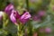 Red turtlehead Chelone obliqua