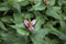 Red turtlehead Chelone obliqua in garden