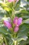 Red turtlehead, Chelone obliqua, pink budding flowers