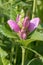 Red turtlehead, Chelone obliqua, violet budding flowers
