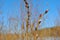 Red twig of a blossoming white fluffy willow, blue sky background