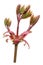 The red twig of a spring April European maple ordinary tree with