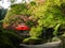 Red Umbrella in Autumn Park in Japan