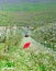 red umbrella in an blossoming apple orchard in april,image of a