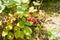 Red underripe blackberries on the bush. The berries are on a branch