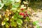 Red underripe blackberries on the bush. The berries are on a branch