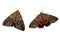 Red underwing moth showing