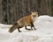 Red unique fox close-up profile side view in the winter season in its environment and habitat with blur background displaying