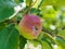 Red unripe apple on the tree