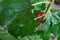 Red unripe mulberry on the branch