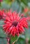 Red unusual flowers in the garden