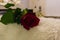 A red valentines day rose laying on a white carpet in a living room valentine surprise