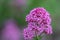 Red valerian centranthus ruber