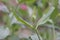 Red valerian Centranthus ruber, close-up of bud and leaves