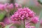 Red valerian Centranthus ruber, close-up of inflorescence