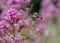 Red valerian Centranthus ruber, flower with kolibri butterfly