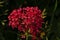 red Valerian flower in the garden - Centranthus ruber
