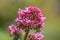 Red Valerian Flowers