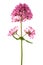 Red valerian flowers