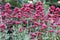 Red Valerian flowers- Centranthus ruber Coccineus