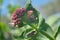 Red valerian flowers, medicinal herb. Spontaneous edible plant