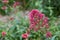 Red Valerian flowers or Spur Valerian