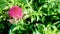 Red valerian with green leaves background.