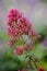 Red valerian in springtime