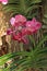 Red vanda orchid, natural garden background