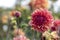 Red Variegated Dahlia