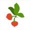 Red vegetable vector image, there are two tomatoes with a leaf icon