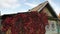 Red vegetation on a old wooden house. Old wooden hut overgrown with greenery.