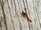 Red veined darter dragonfly.