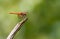 Red veined Darter Dragonfly