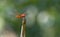 Red veined Darter Dragonfly