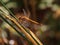 Red-veined Darter dragonfly - Sympetrum fonscolombii perching on a twig, Portugal.