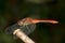 Red-veined darter (Sympetrum fonscolombii) dragonf