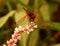 Red-Veined Dropwing Dragonfly