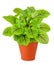 Red veined sorrel