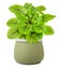 Red veined sorrel in vase