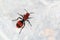 Red Velvet Ant (Cow Killer)